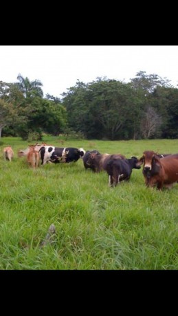 finca-de-1300-tareas-de-venta-en-monte-plata-big-0